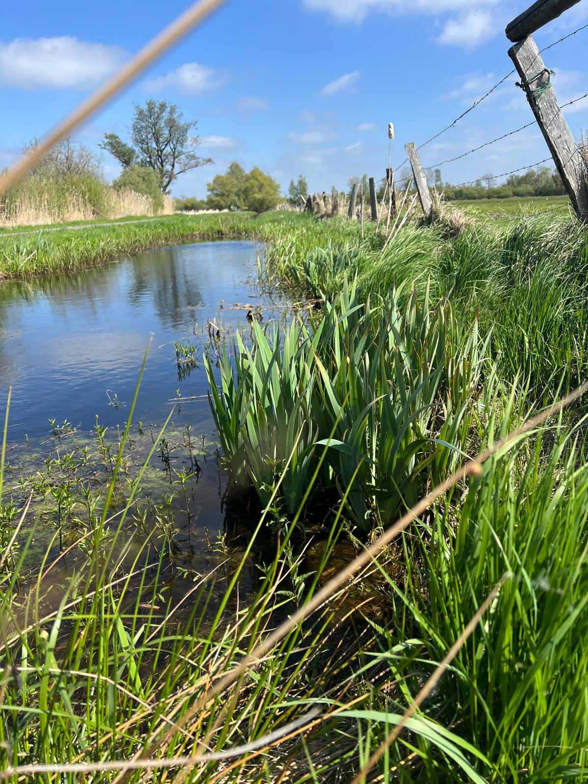 Naturpark Steinhuder Meer